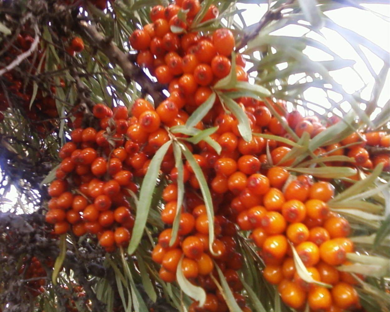 Штамбовый мандарин