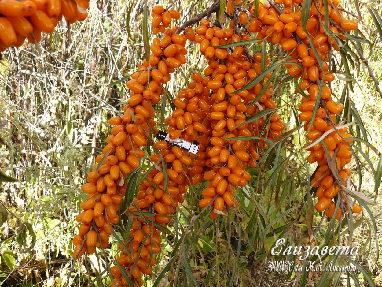Elaeagnus commutata плод