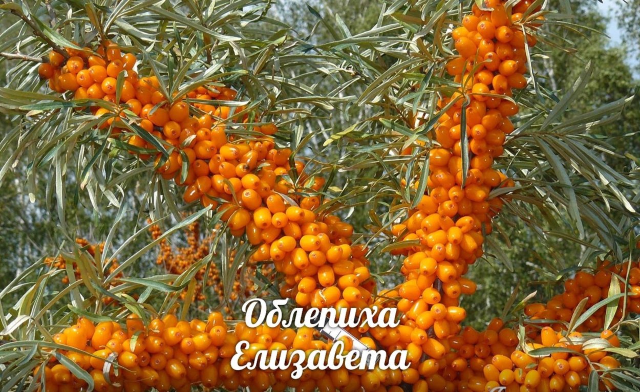 Облепиха витамины