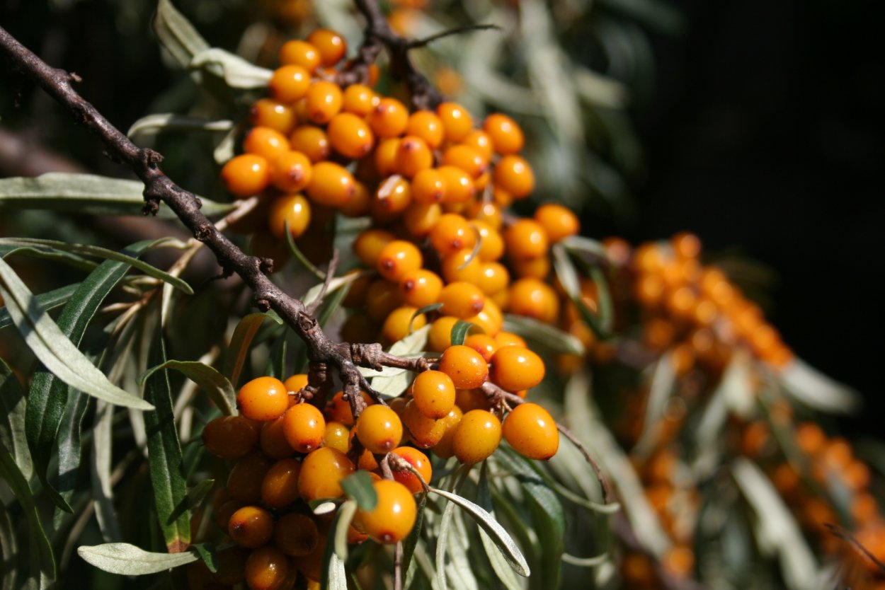 «Спелая облепиха»