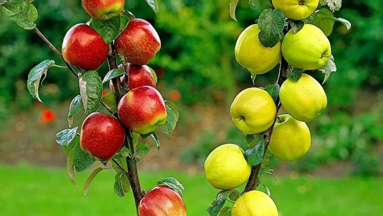 Нектарин колоновидный саженцы