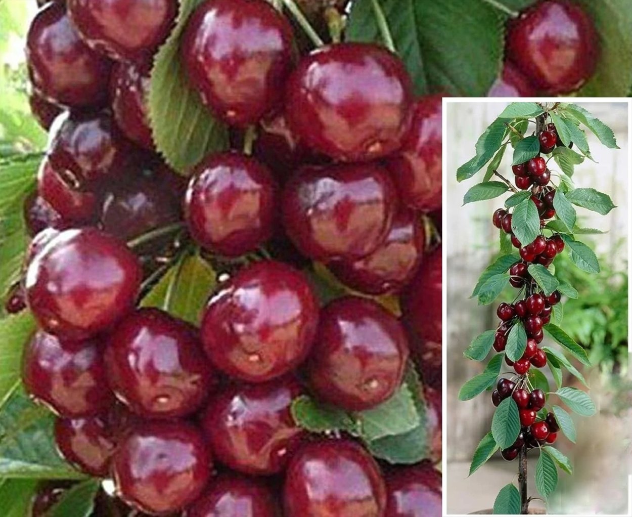 Черешня Франц Иосиф