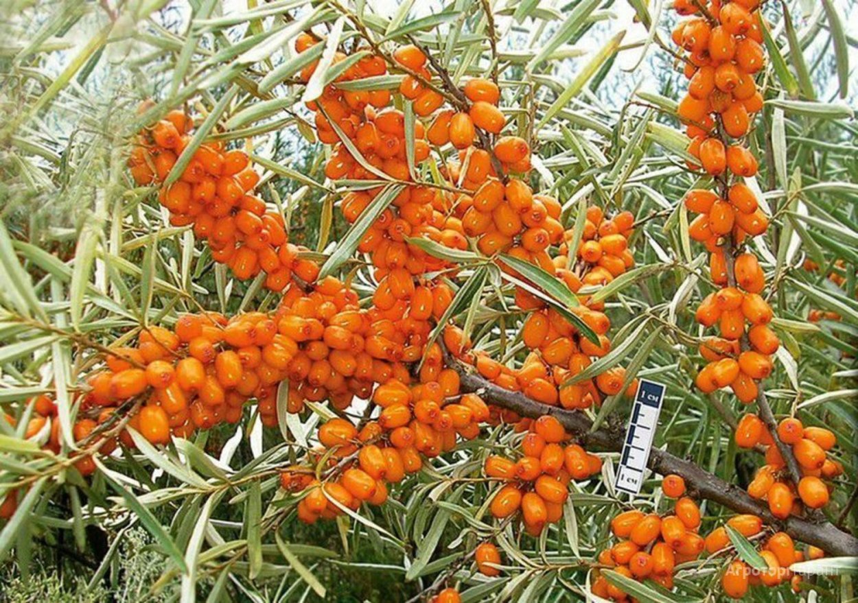 Облепиха Лесная