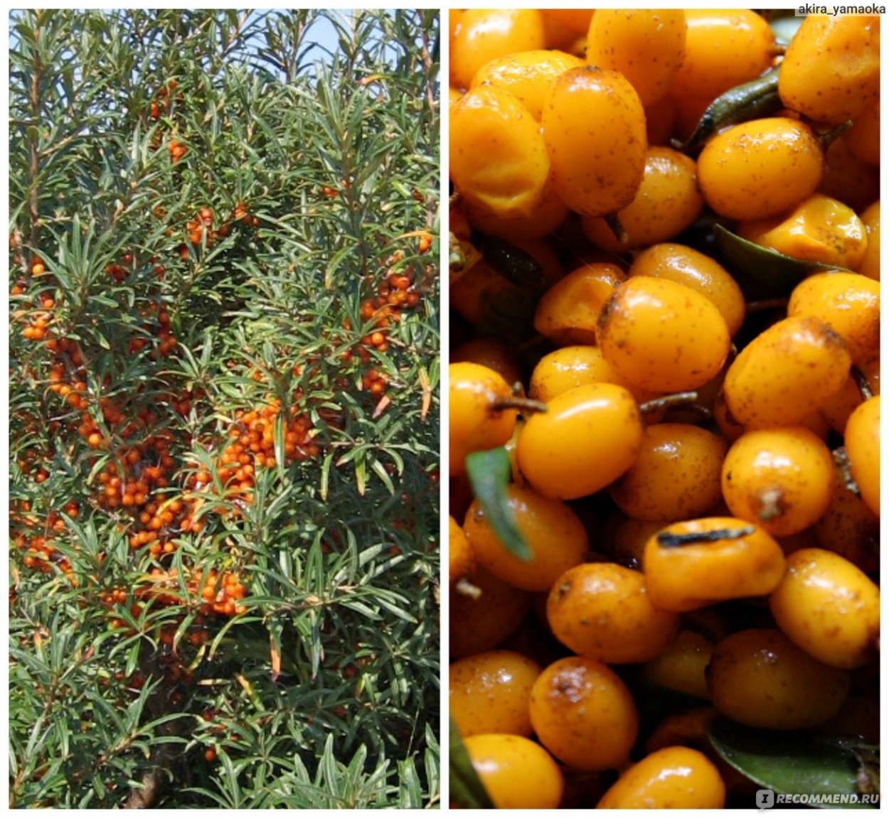 Алыча Мирабель