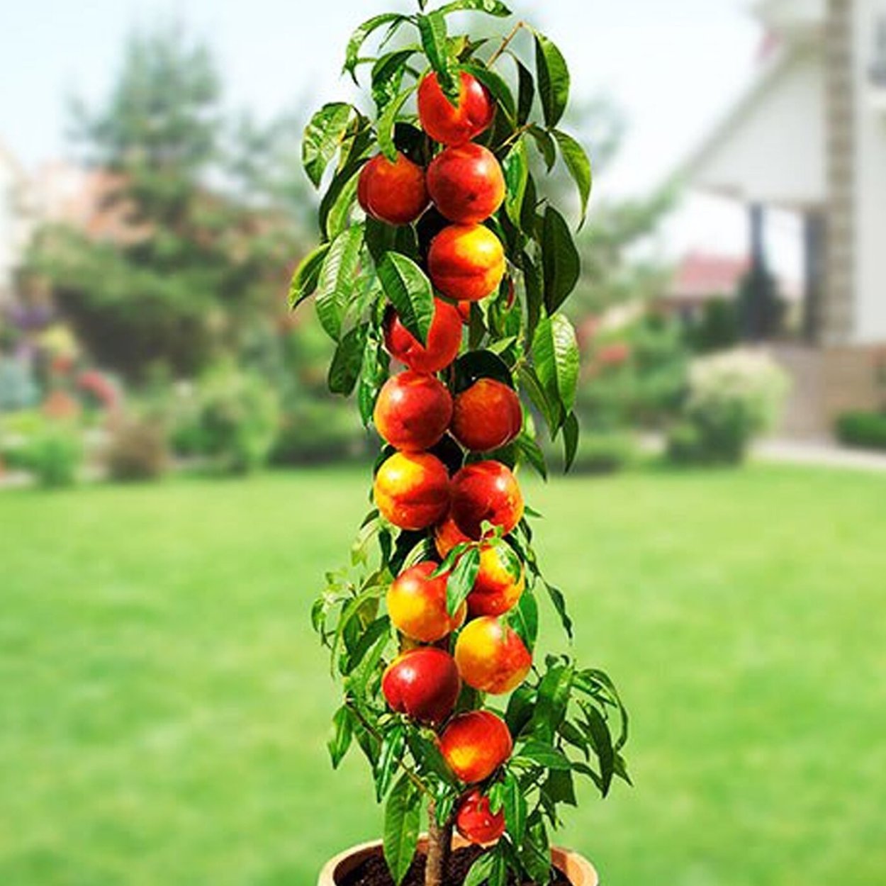 Черешня колоновидная Хелена