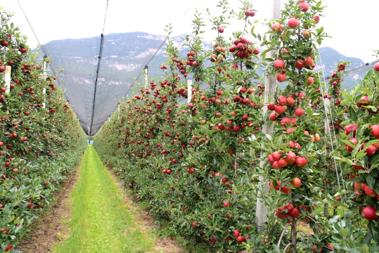 Колоновидная Приокское