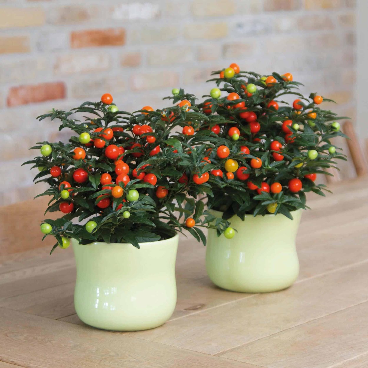 Паслен Соланум