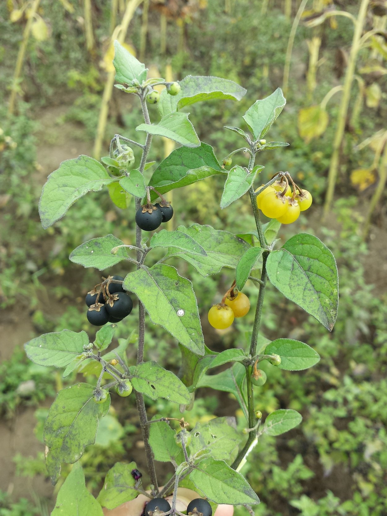 Томат Solanum lycopersicum