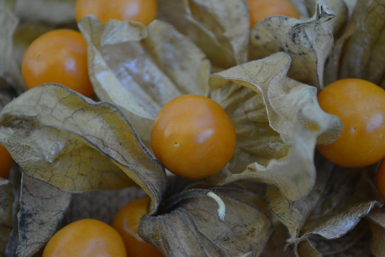 Паслён ложноперечный