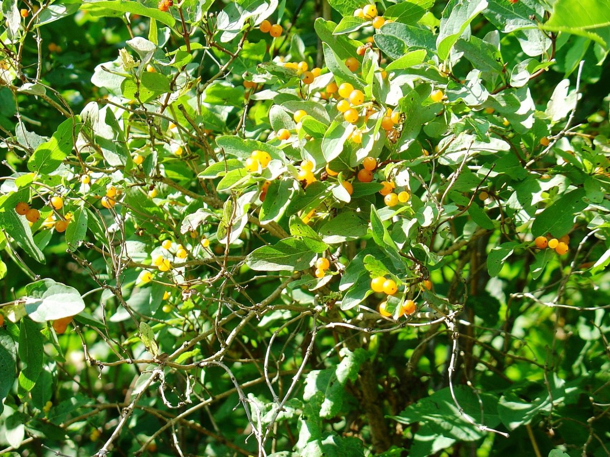Паслен сосочковый Solanum mammosum