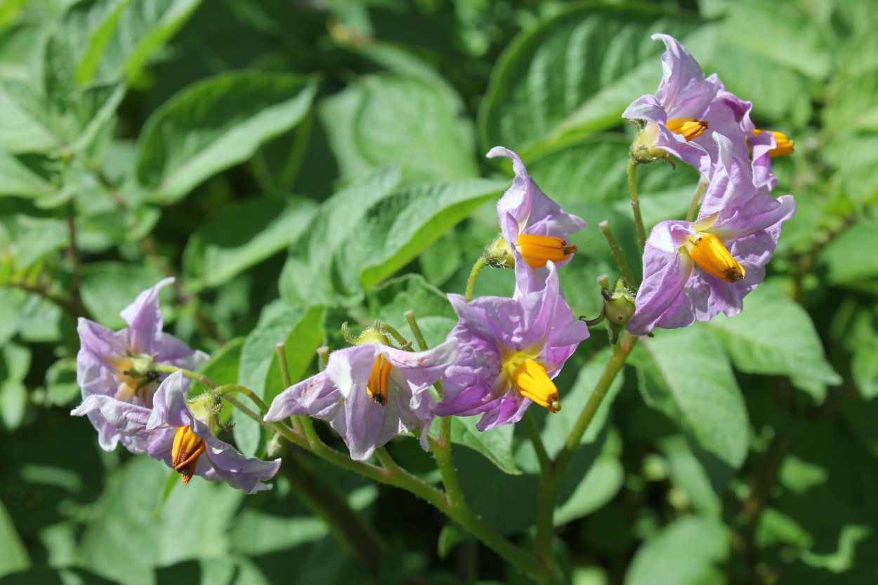 Паслен линейнолистный (Solanum elaeagnifolium Cav.)