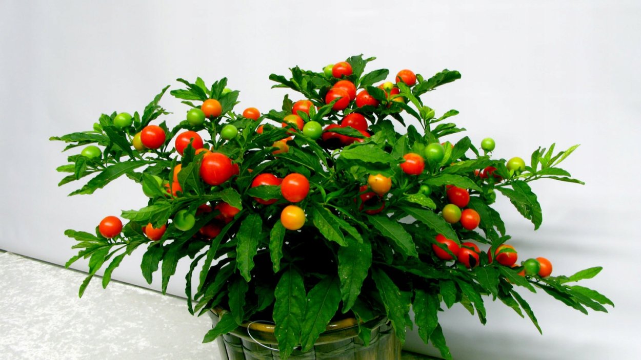 Паслен колючий (Solanum rostratum dun.)