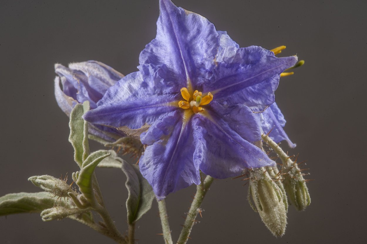 Паслён ложноперечный