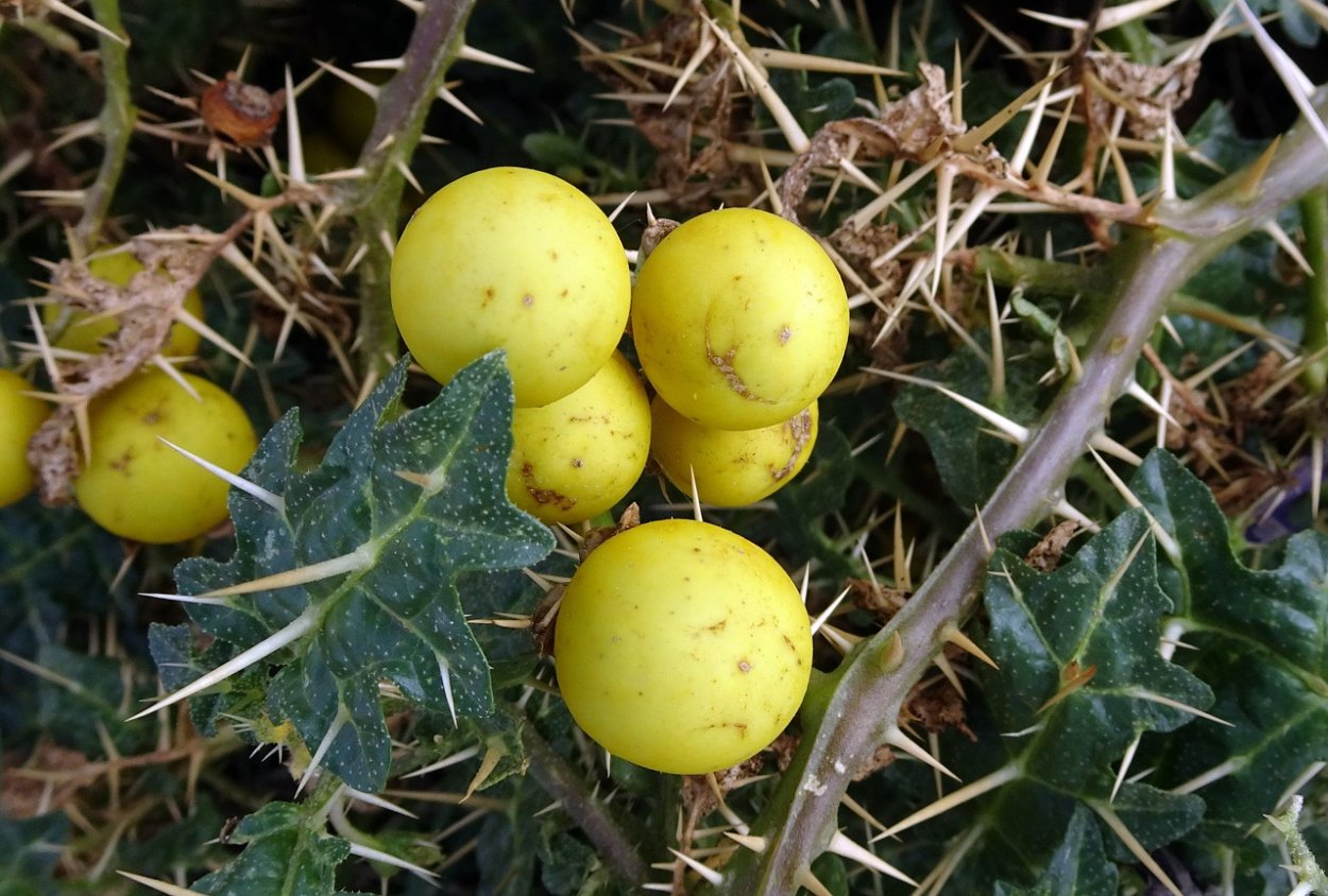 Паслен колючий (Solanum rostratum dun.)