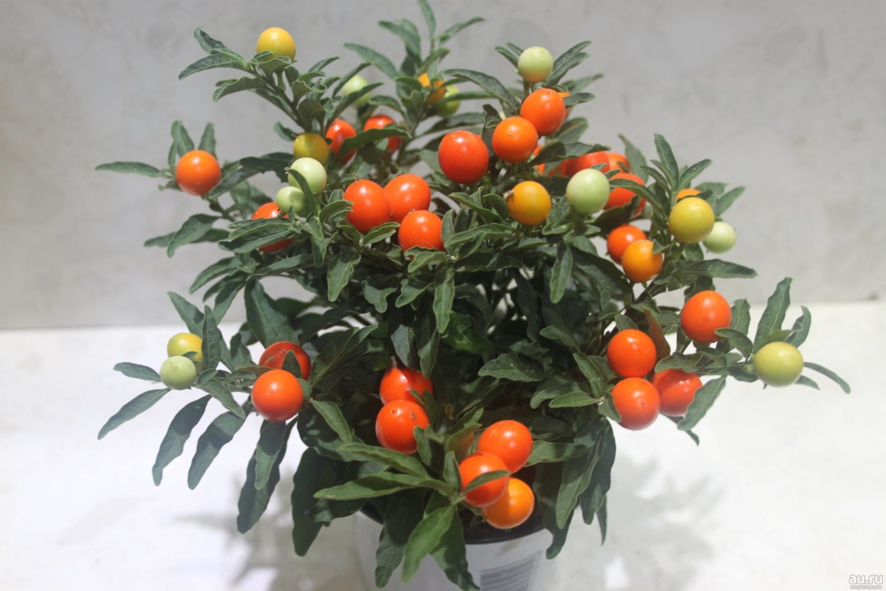 Паслён (Solanum)