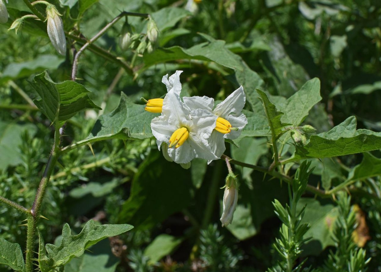 Solanum kitagawae