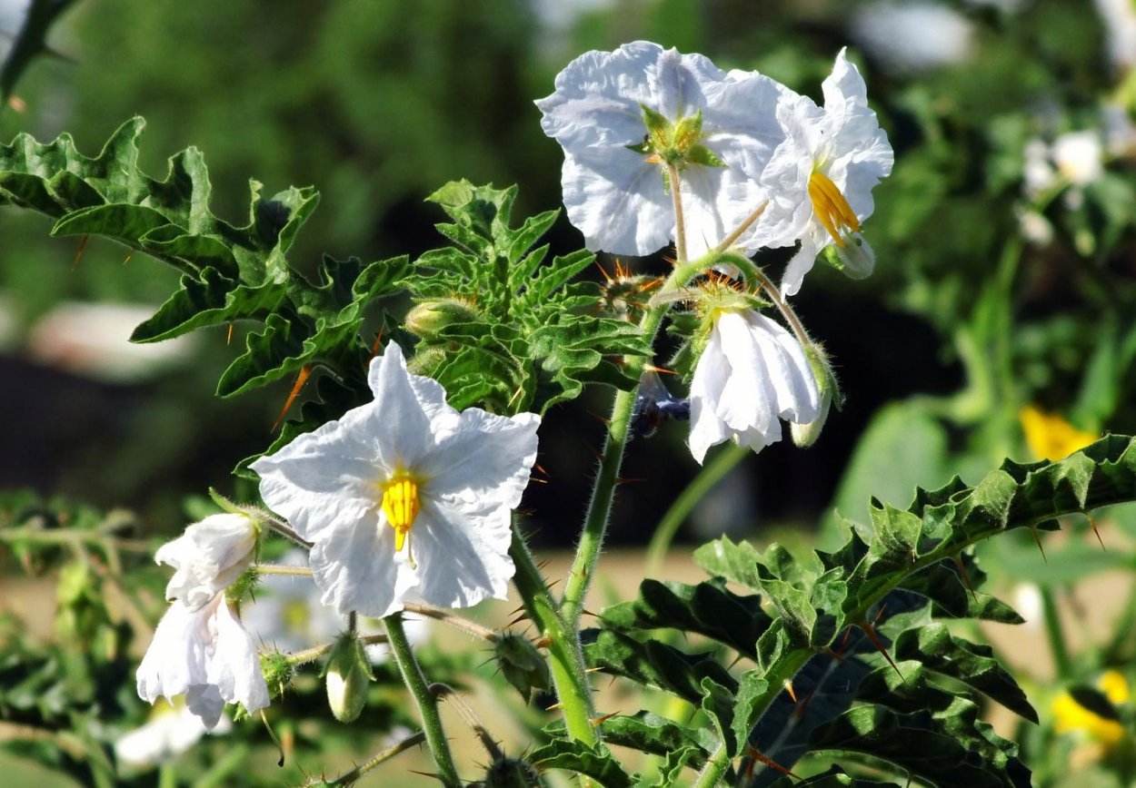 Паслен черный (Solanum nigrum)