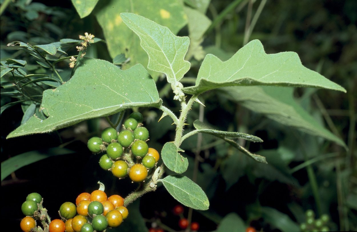Паслен сосочковый Solanum mammosum