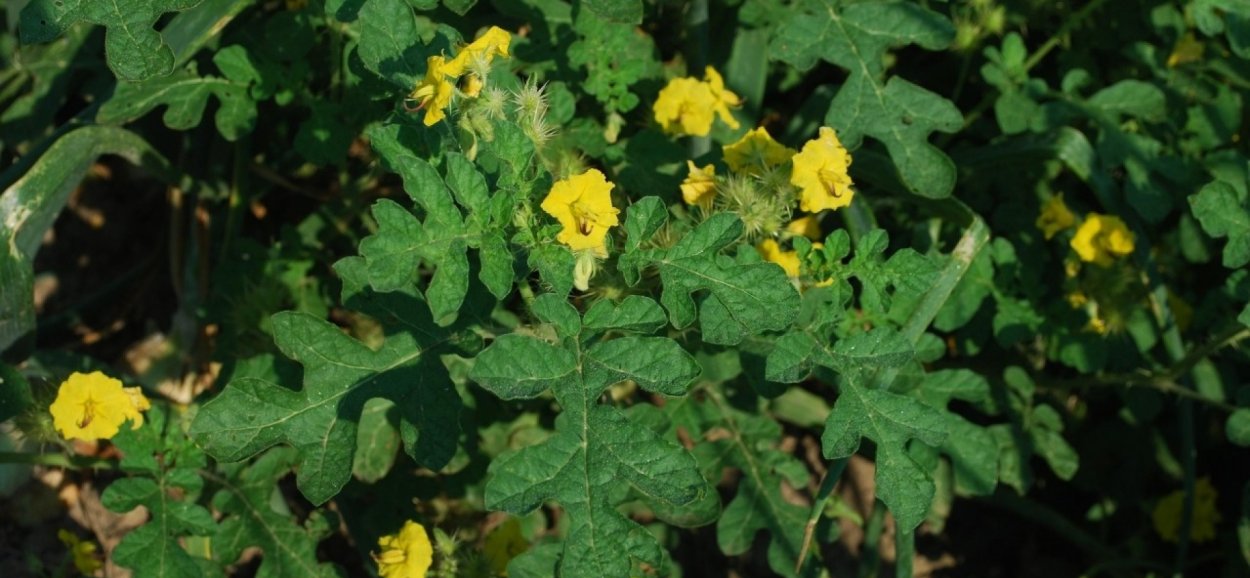 Паслен кустарник ягоды оранж.