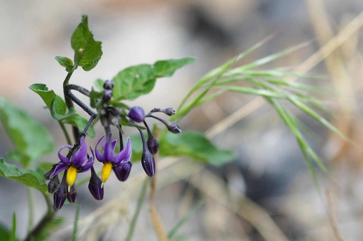 Растение Соланум Псевдокапсикум Вариегата