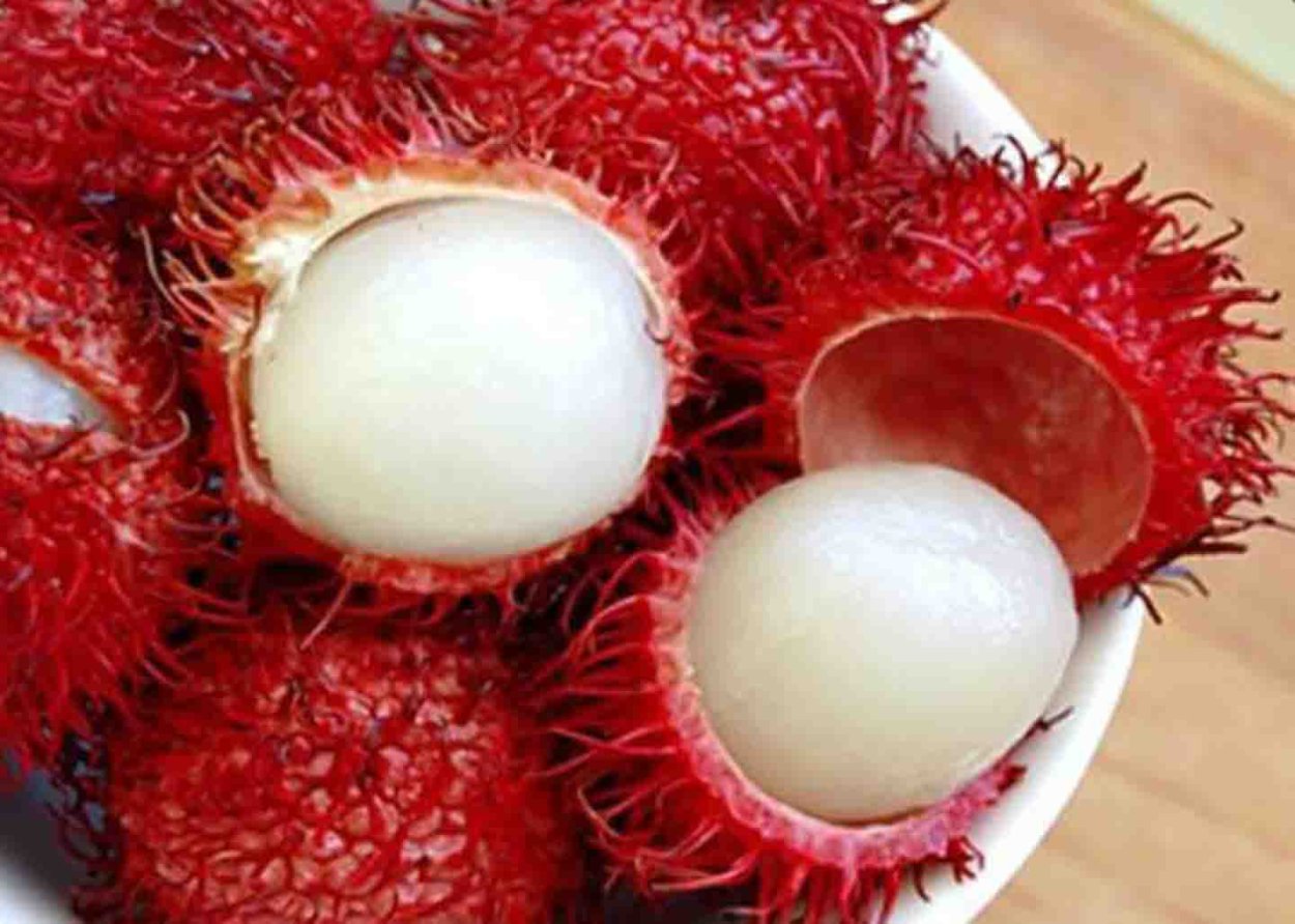 Рамбутан обезьяна