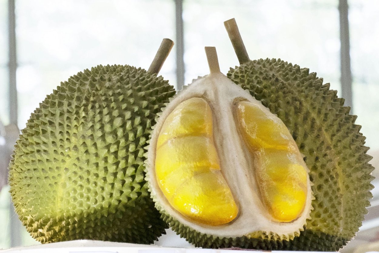 Дуриан из Австралии