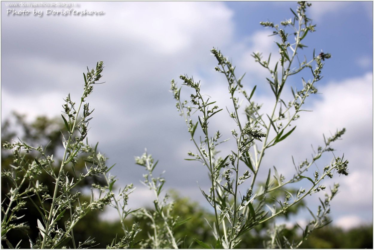 Полынь Лерха (Artemisia lercheana)
