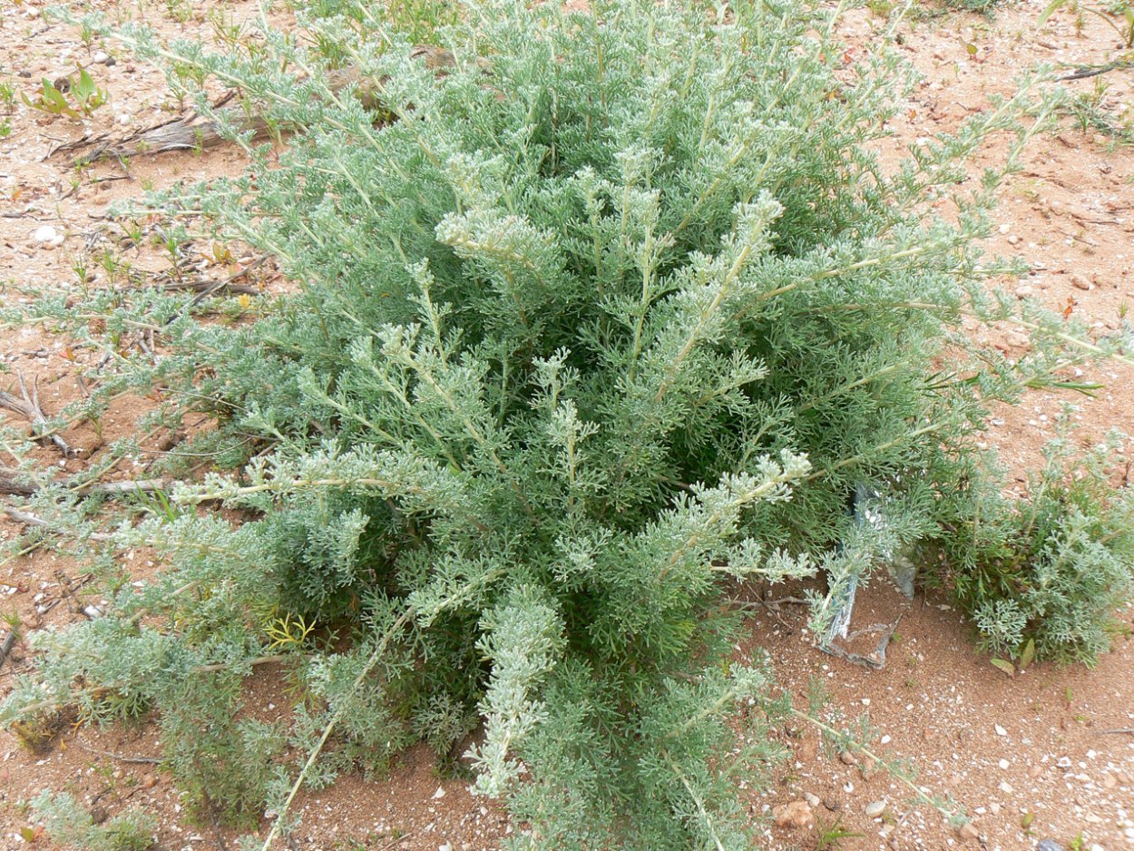 Полынь трехзубчатая (Artemisia tridentata)