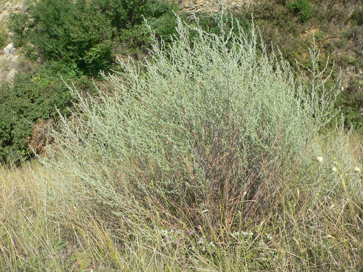 Полынь солянковидная Artemisia salsoloides