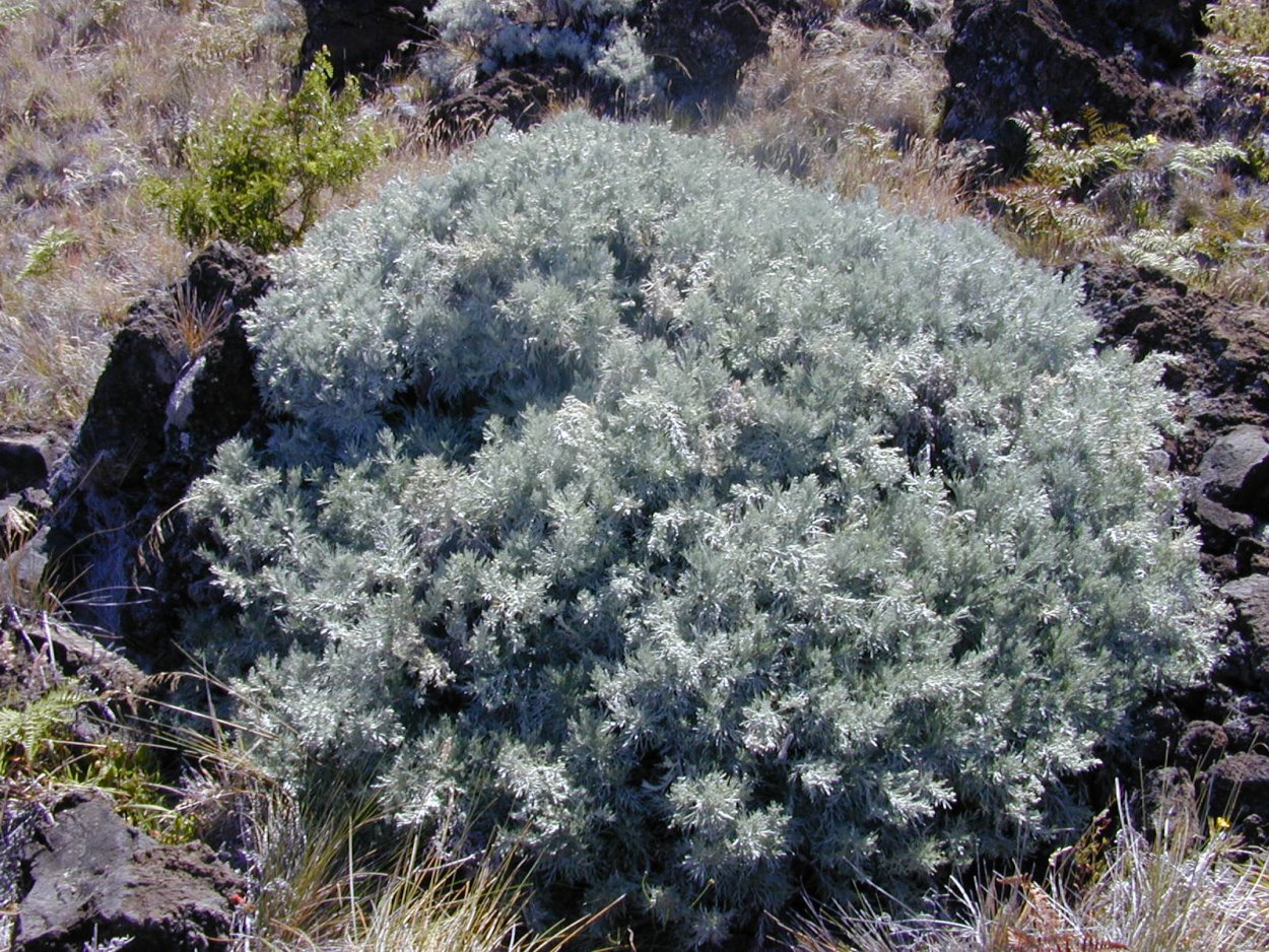 Народные средства травы