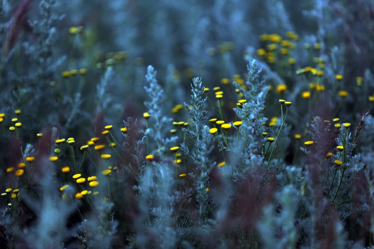 Полынь макро