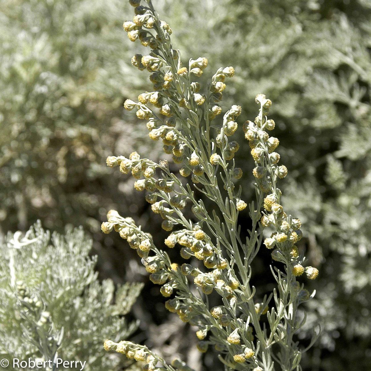 Полыни, амброзии, лебеды