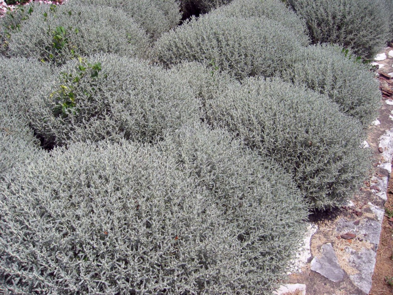 Artemisia rutifolia