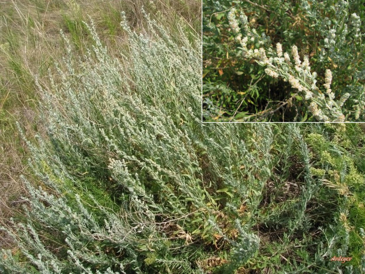 Mugwort (Artemisia vulgaris) Полынь обыкновенная.