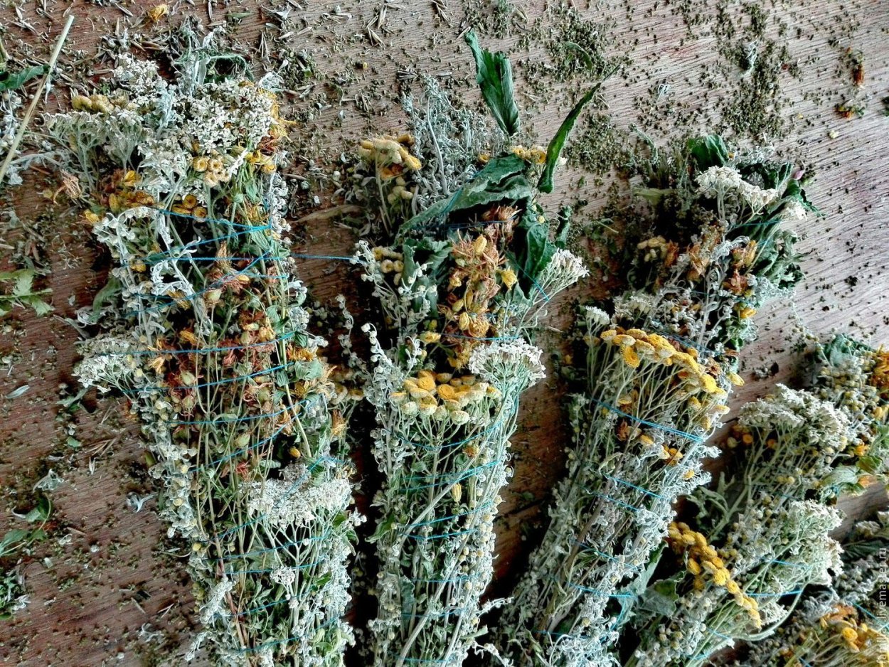 Полынь Каспийская Artemisia caspica