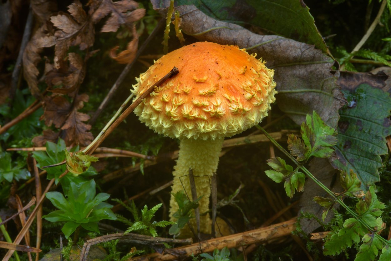 Pholiota Flammans