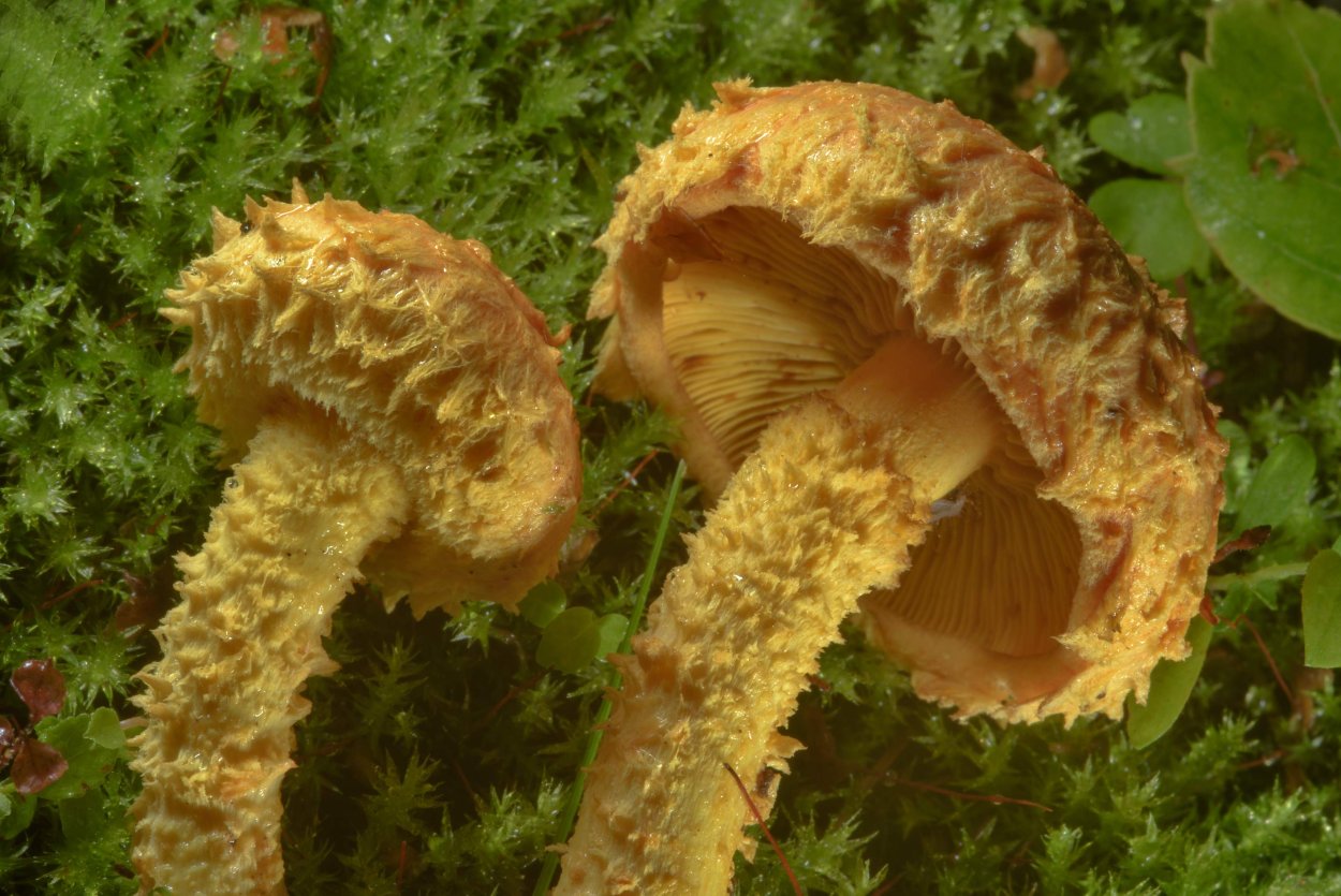 Pholiota Flammans