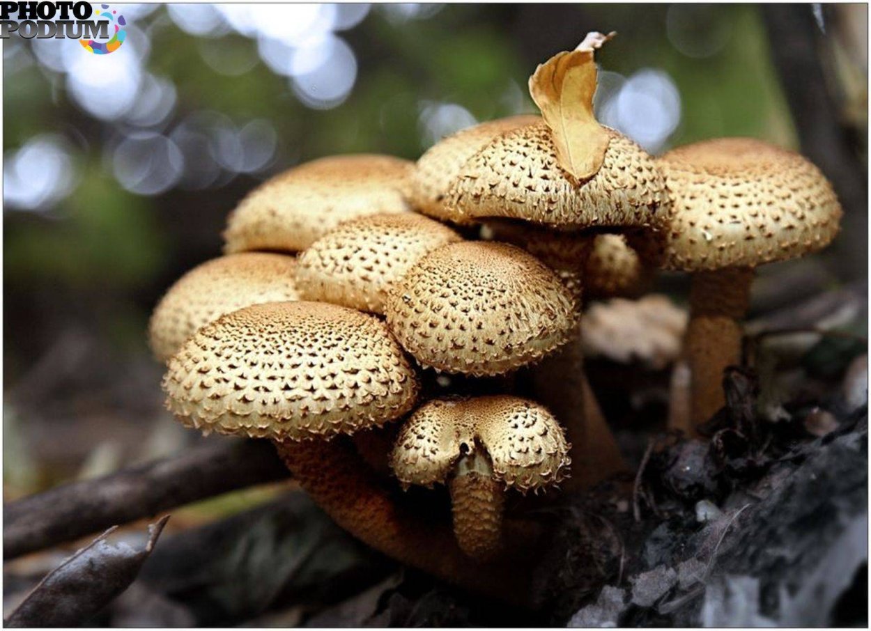 Чешуйчатка золотистая (Pholiota aurivella)