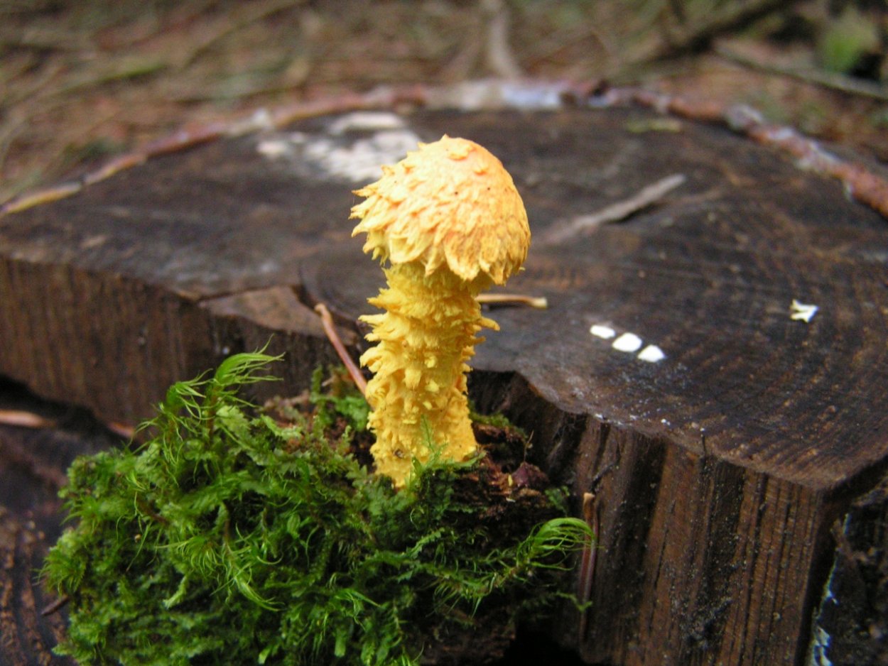 Чешуйчатка Огненная Pholiota Flammans