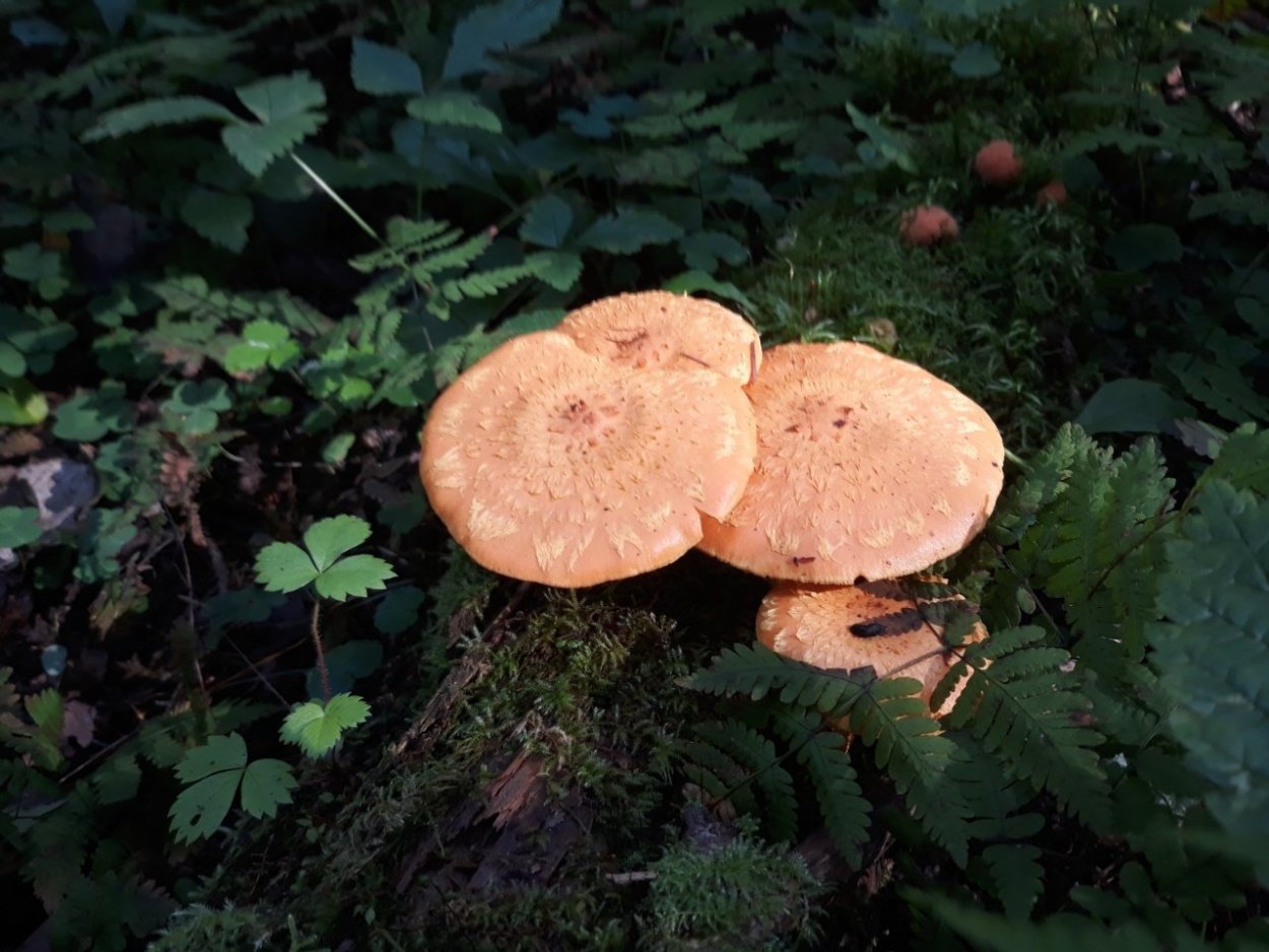 Чешуйчатка золотистая Огненная