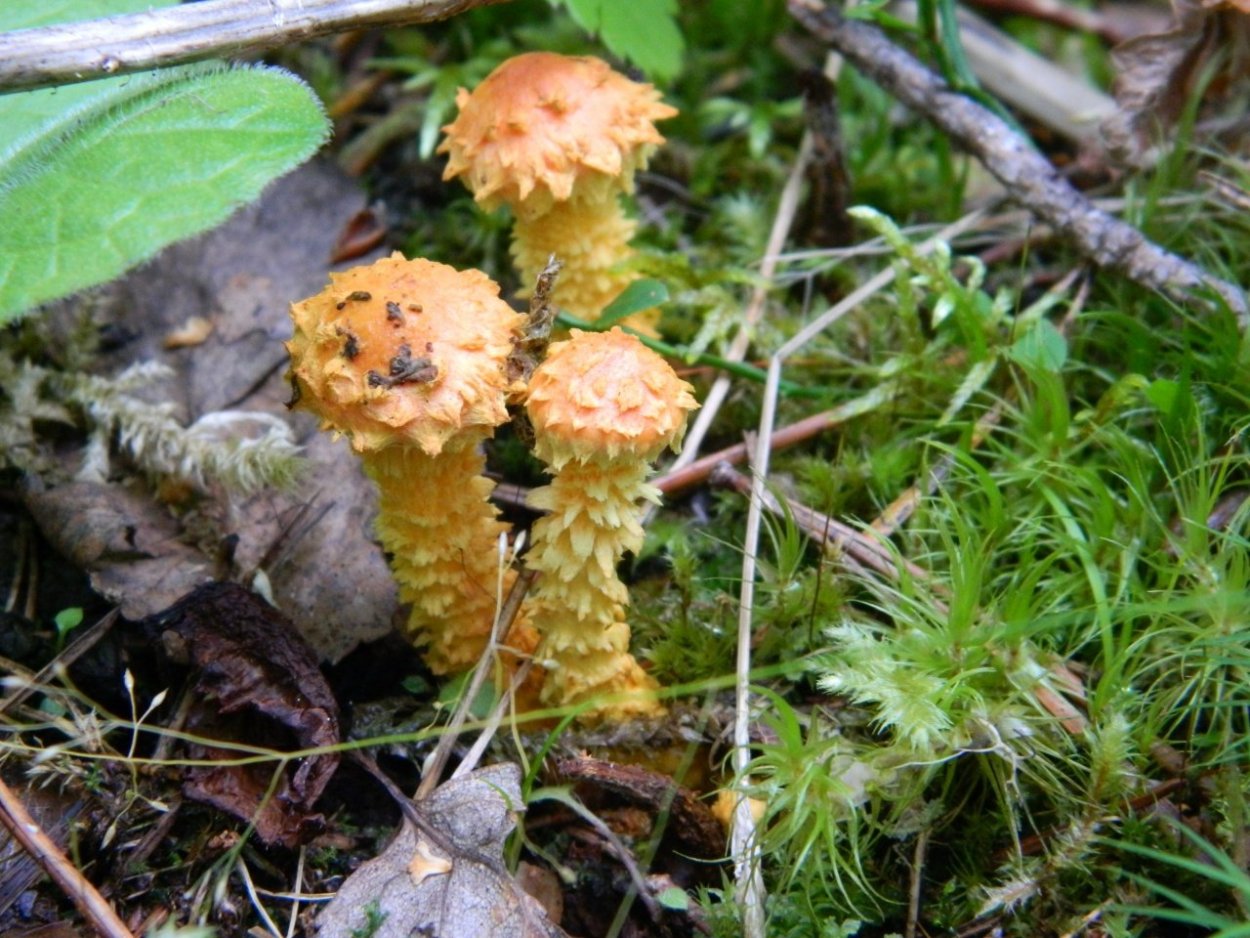 Чешуйчатка Огненная Pholiota Flammans