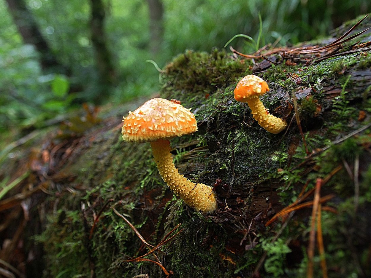 Pholiota Flammans