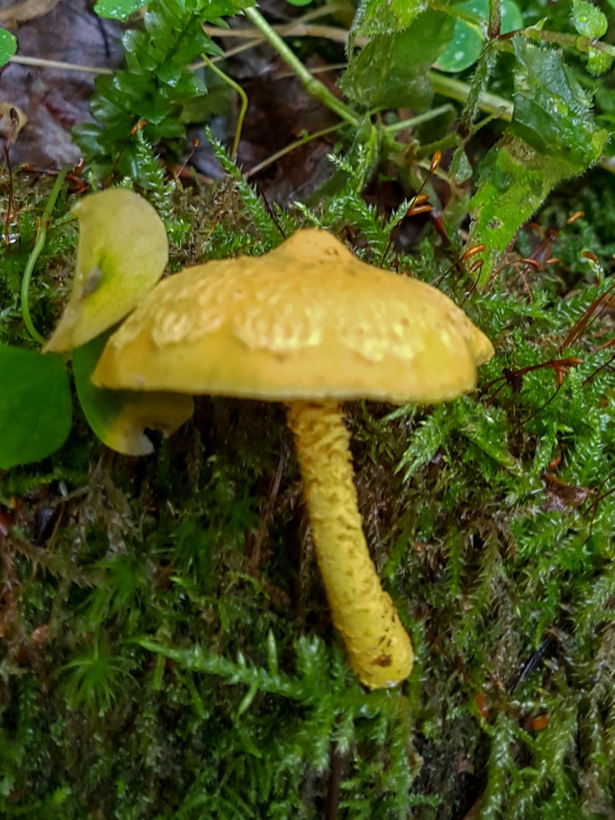 Чешуйчатка Боровая гриб