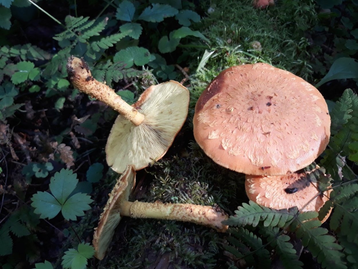 Опята Королевские и чешуйчатка