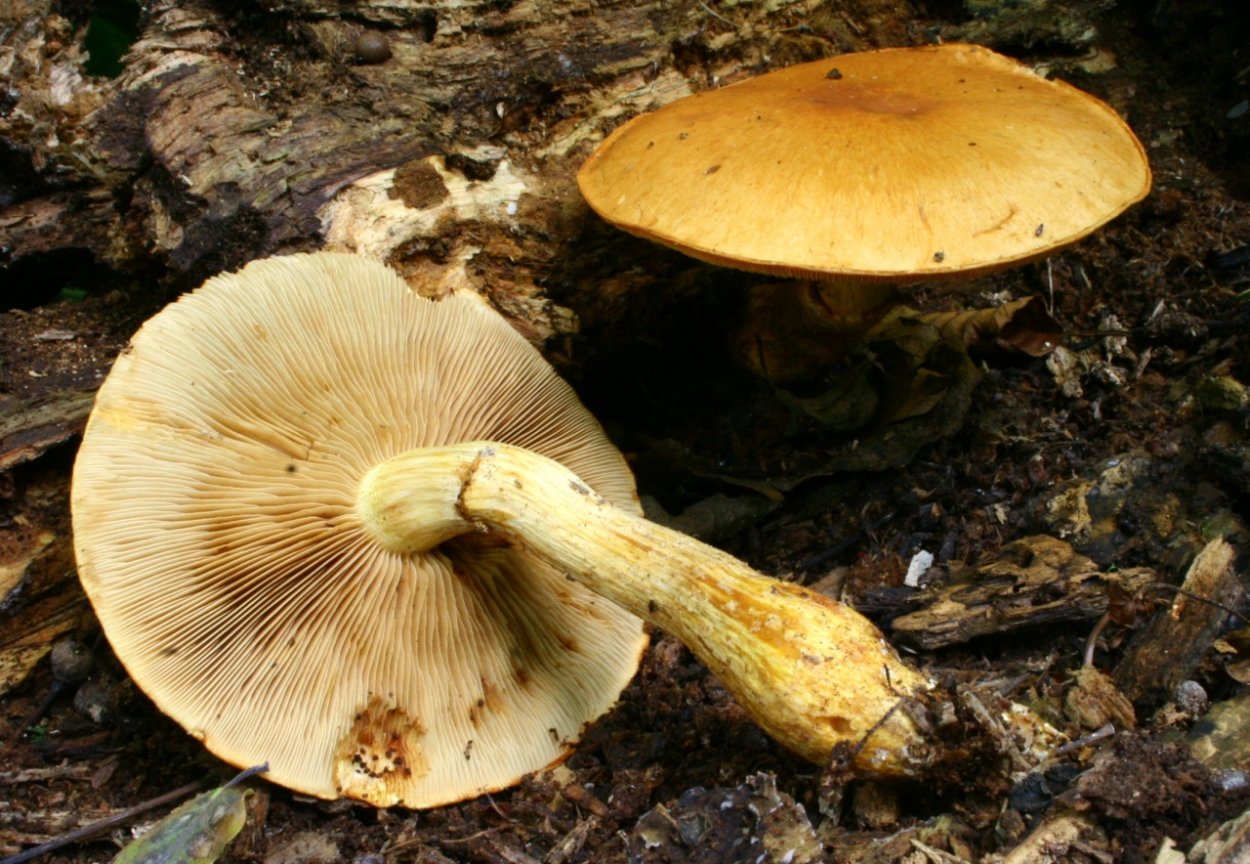 Чешуйчатка золотистая (Pholiota aurivella)