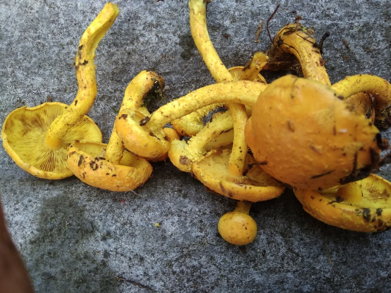 Чешуйчатка Тополиная съедобная