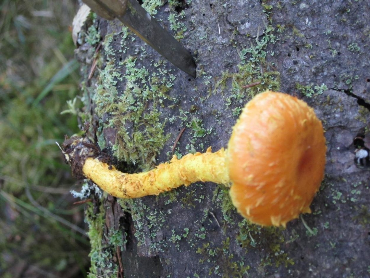 Гриб чешуйчатка огневая