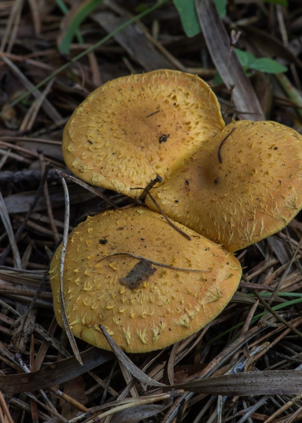 Чешуйчатка Огненная гриб