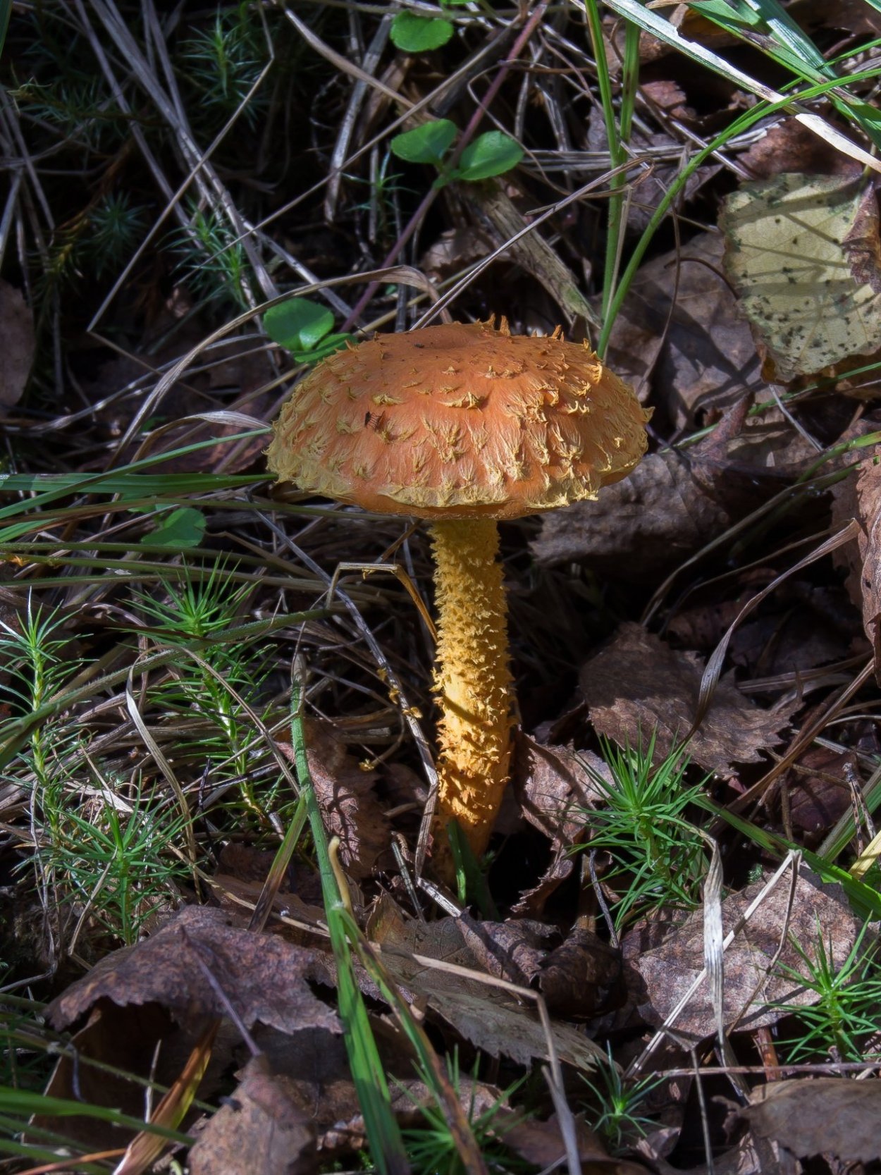 Огненный гриб