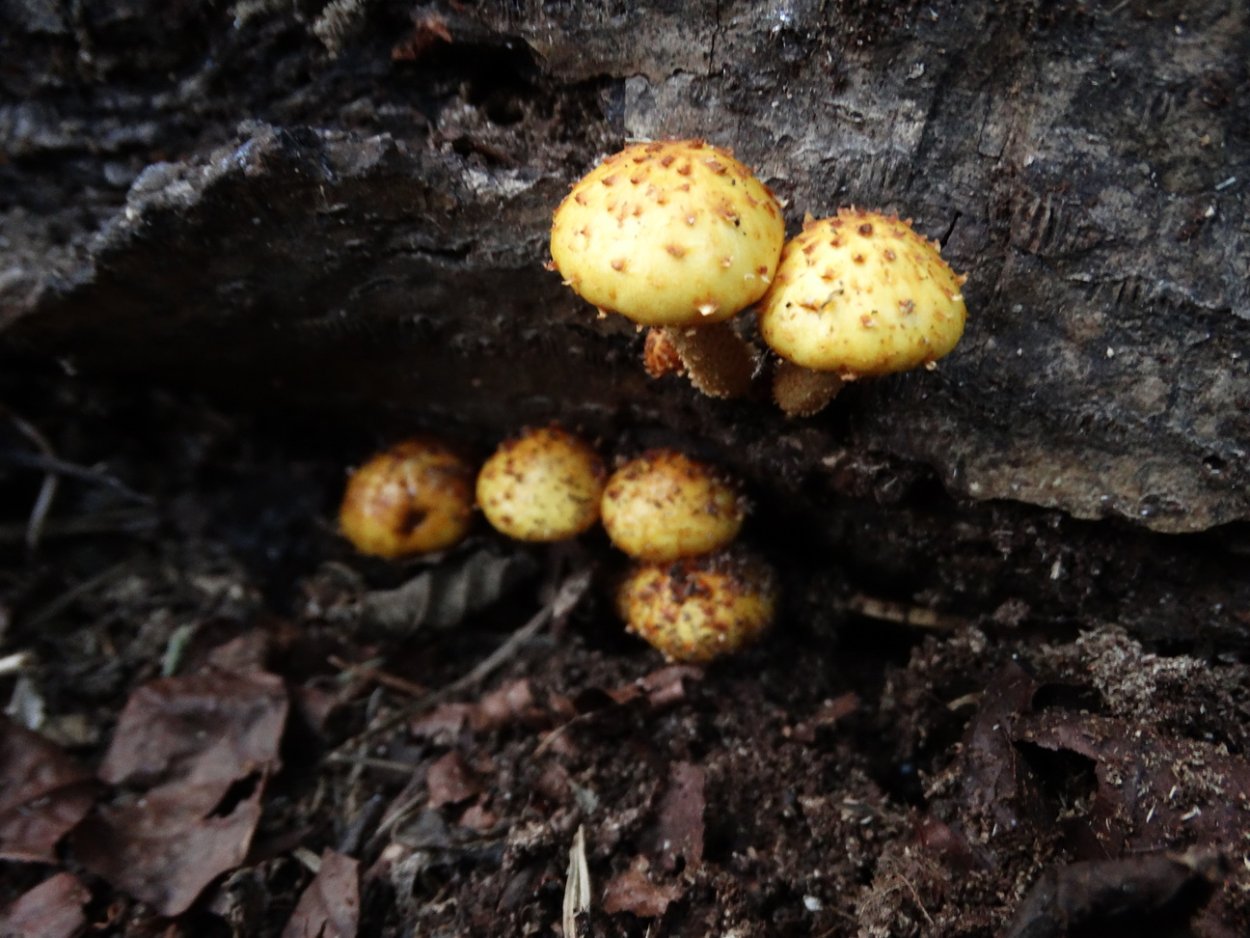 Чешуйчатка Ольховая Pholiota alnicola